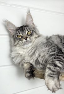 Chloe