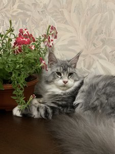 Ричард